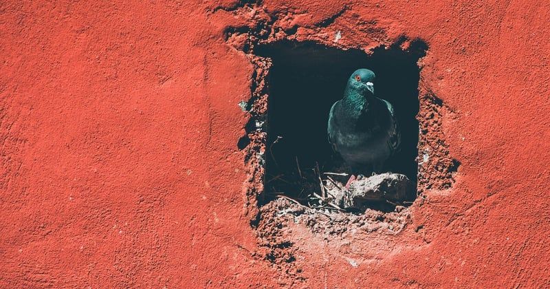 Reboucher un trou de cheville dans un mur en brique creuse : la méthode simple et durable